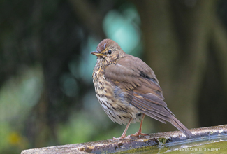 SONG (Turdus philomelos) 